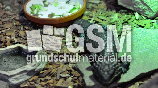 Tannenzapfenechse (4).jpg